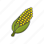 corn, farm, food, organic icon 
