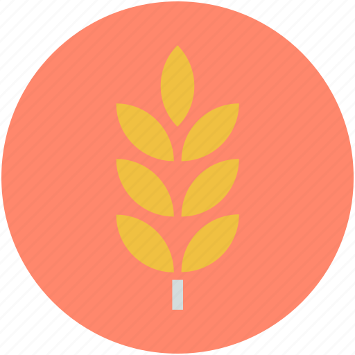 Durum wheat, ear of wheat, grain, wheat, wheat ear icon - Download on Iconfinder