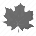 ecology, forest, leaf, maple, nature, plant, tree