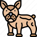 bulldog, french, dog, pet, breed
