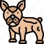bulldog, french, dog, pet, breed 