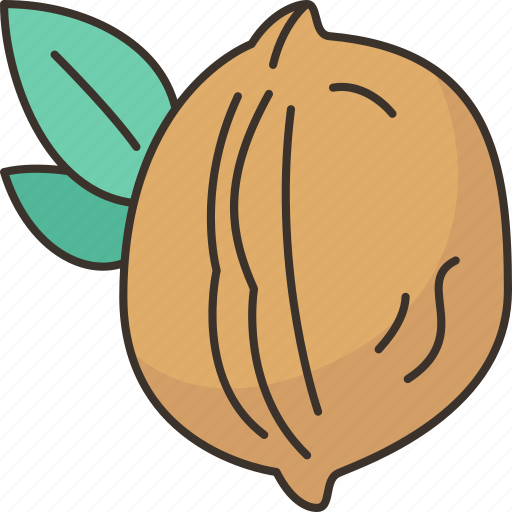 Walnut, nut, snack, ingredient, kernel icon - Download on Iconfinder