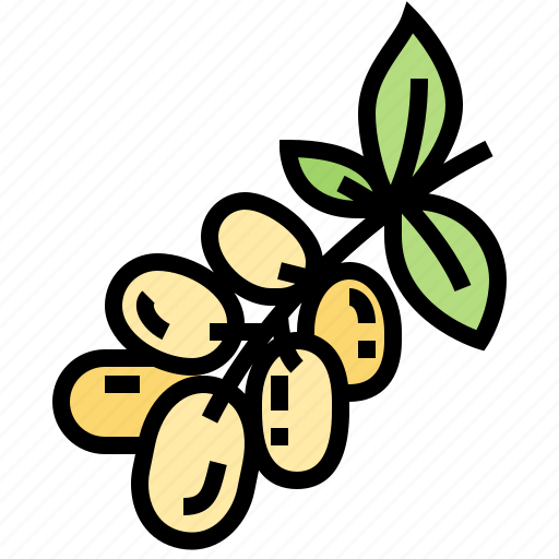 Baccaurea, burmese, exotic, grape, tropical icon - Download on Iconfinder
