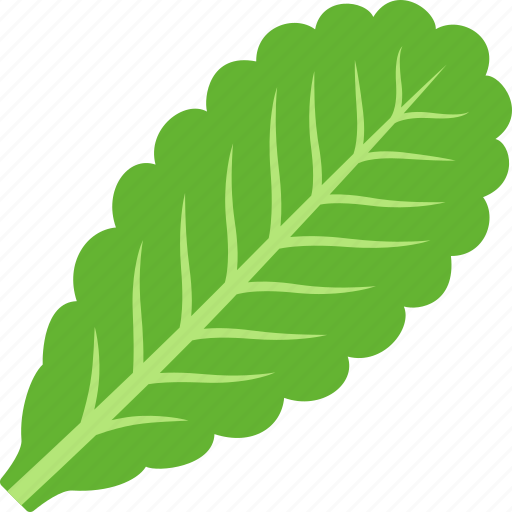 Green, leaf, lettuce, vegan, vegetable, vegetarian icon - Download on Iconfinder