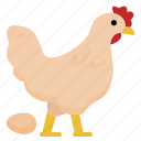 broiler, chicken, egg, farm, hens, husbandry, poultry