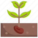 sprout, plant, farming, gardening, tree