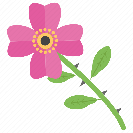 Beauty, dog rose, flower, garden flower, nature icon - Download on Iconfinder
