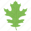 lettuce leaf, oak, oak leaf, palm leaf, plant 