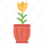 flower, flower pot, home decoration, house plant, plant, pot plant 