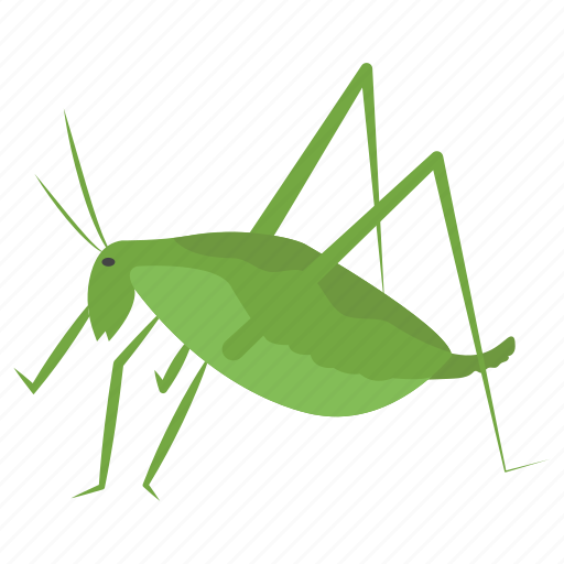 Caelifera, flying insect, grasshopper, herbivorous insect, insect icon - Download on Iconfinder