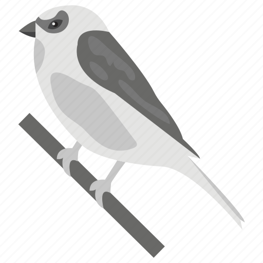 Bird, pet, pirate, psittacines, sparrow icon - Download on Iconfinder