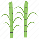 bamboo, bamboo shoots, organic bamboo, plant, sugarcane
