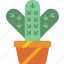 cactus, garden, gardening, grow, plant 