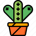 cactus, garden, gardening, grow, plant