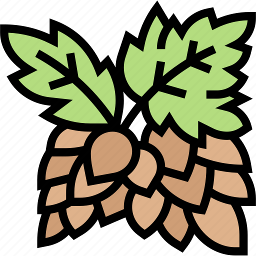 Hop, plant, brewery, ingredient, harvest icon - Download on Iconfinder