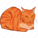 ginger, cat