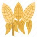 maize, corn, agriculture, grain, cob, vegetable, sweet corn, cereal grains