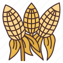 maize, corn, agriculture, grain, cob, vegetable, cereal grain, sweet corn