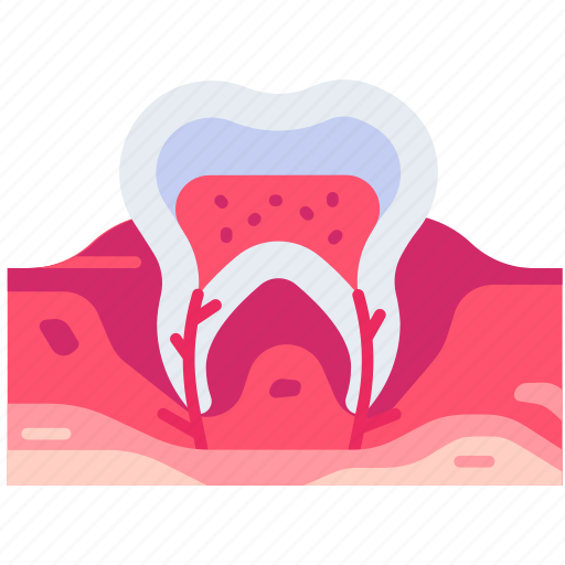 Dentistry, dental, dentist, dental nerve, nerve, tooth anatomy, gum icon - Download on Iconfinder