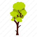 eco, ecology, leaf, nature, summer, tall, tree