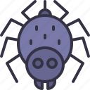 spider, entomology, bug, halloween, animals