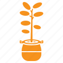 decoration, plant with pot, tree, ornament