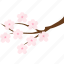 branch, cherry blossom, flower, hanami, sakura, spring, tree 