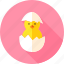 animal, bird, chick, chicken, egg, farm, hen 