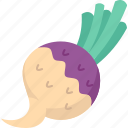 turnip, vegetable, root, plant, organic