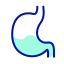 stomach, organ, anatomy, health, gut, intestine, digest 