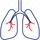 anatomy, lungs, organ