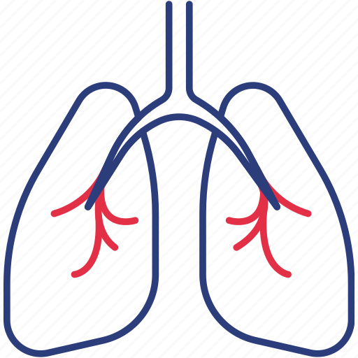 Anatomy, lungs, organ icon - Download on Iconfinder