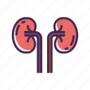 kidneys, organ