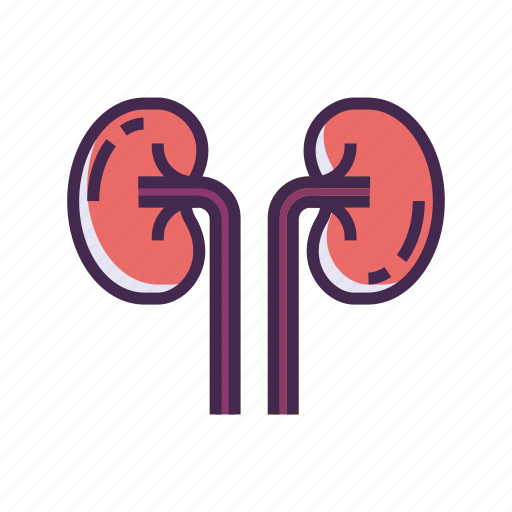 Kidneys, organ icon - Download on Iconfinder on Iconfinder