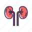 kidneys, organ 