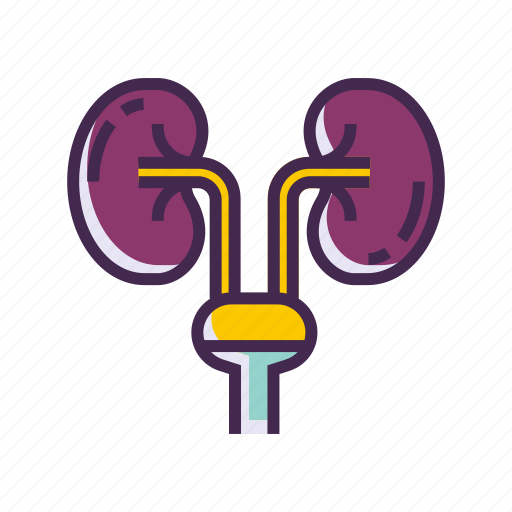 Bladder, kidney, organ, urology icon - Download on Iconfinder