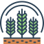grains, wheat, gluten, barley, rye, ingathering, reaping 