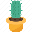 cactus, hemorrhoid, pain, butt, illness