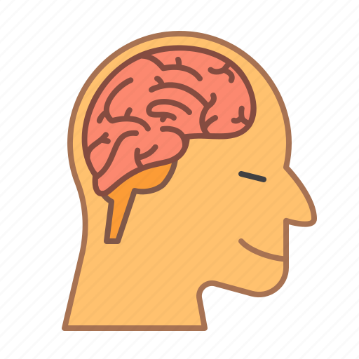 School, education, brain, human, anatomy, smart, mind icon - Download on Iconfinder