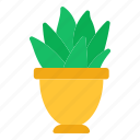 aloe vera plant, flowerpot, decorative plant, indoor plant, potted plant 
