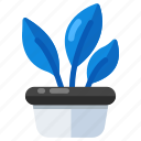 potted plant, nature, indoor plant, decorative plant