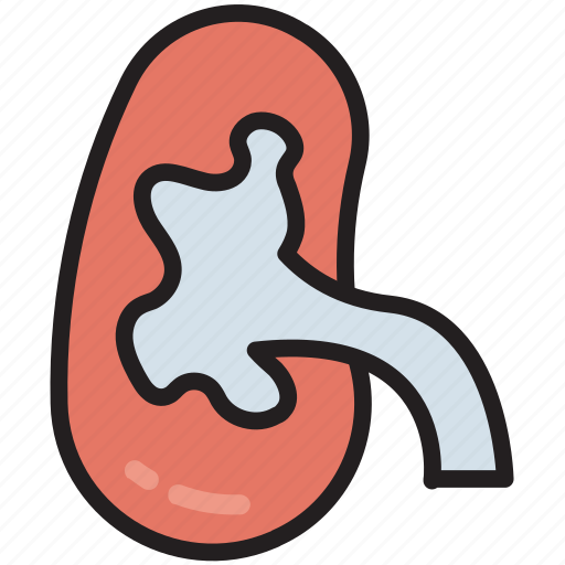 Body, human, kidney, medical, organ, disease, anatomy icon - Download on Iconfinder