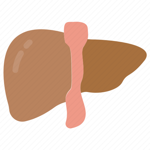 Body, health, human, internal, liver, medical, anatomy icon - Download on Iconfinder