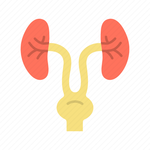 Urology, kidney, organ icon - Download on Iconfinder