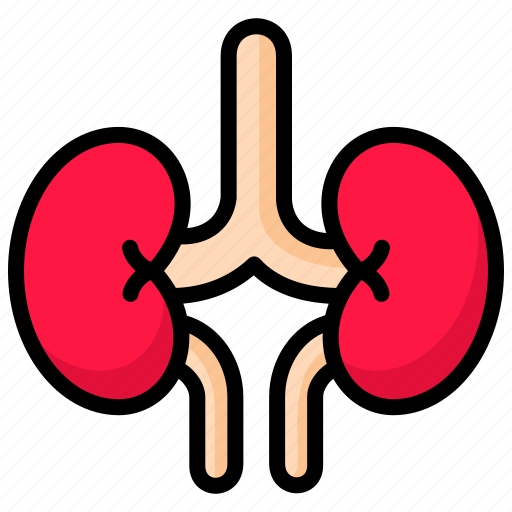 Hospital, kidney, organs, care, healthcare icon - Download on Iconfinder