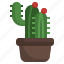 cactus, plant, dessert, botanical, dry 
