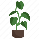 philodendron, melanochrysum, flower, plant, farming, gardening, garden
