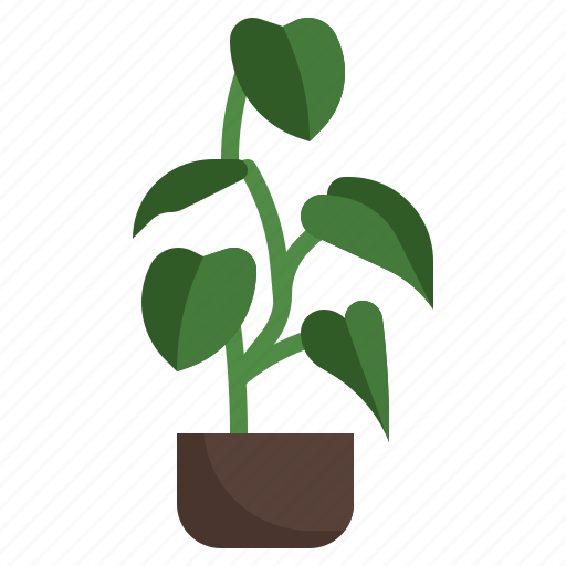 Philodendron, melanochrysum, flower, plant, farming, gardening, garden icon - Download on Iconfinder