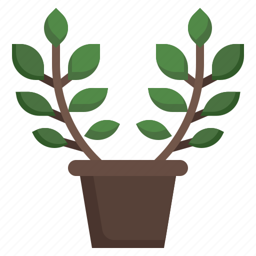 Zamioculcas, pot, plant, gardening, farming, tree icon - Download on Iconfinder