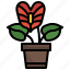 anthurium, plant, nature, botanic, gardening 